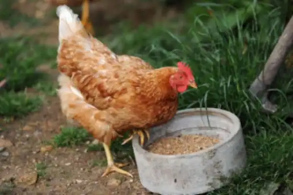 South Africa Bans Sale Of Live Hens In The Country